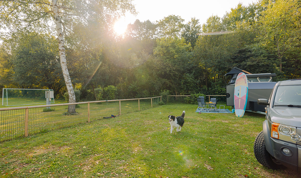 Fenced Dog Pitch
