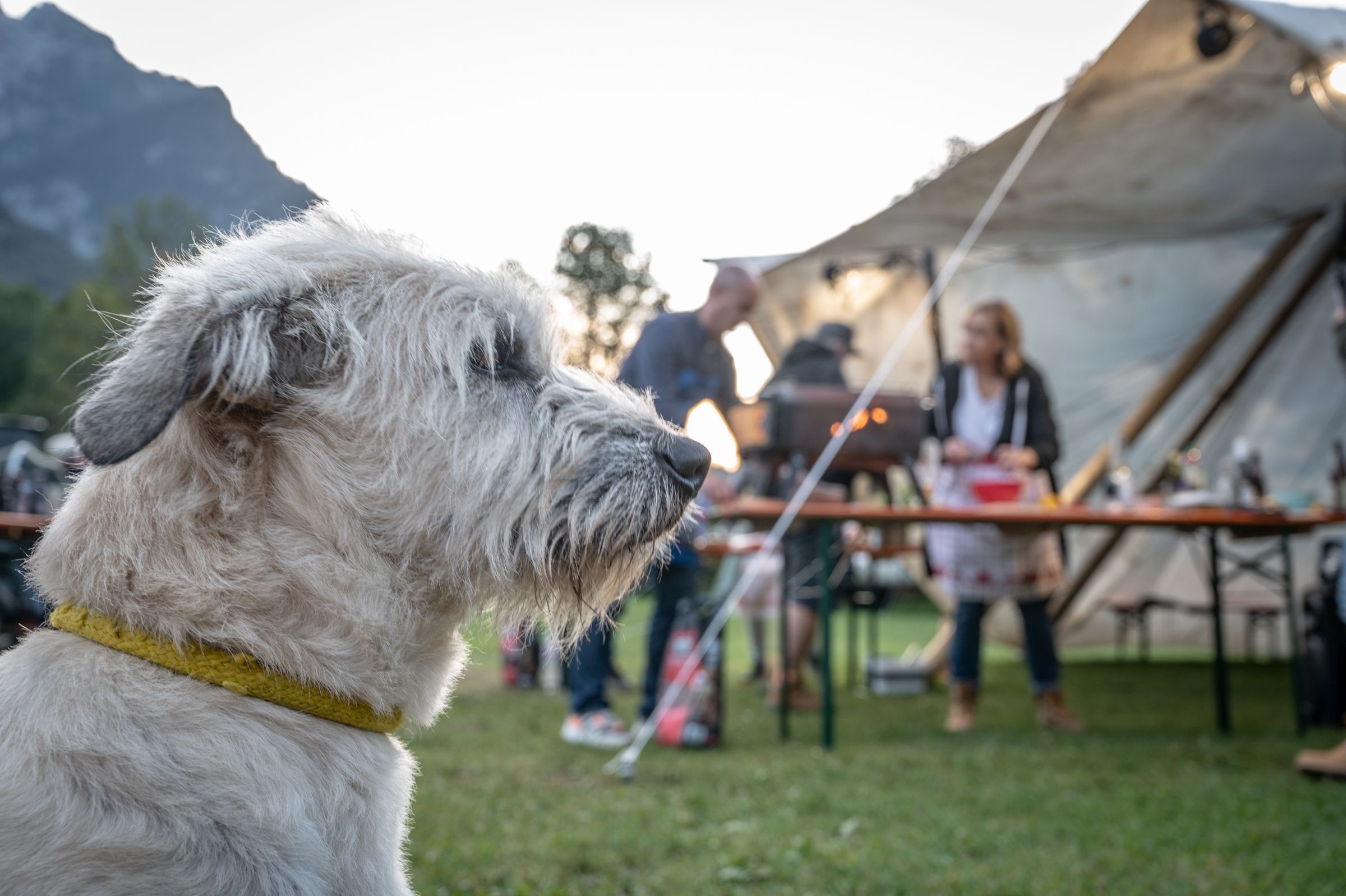 Pitch Platinum - 180 m² - Pet Friendly